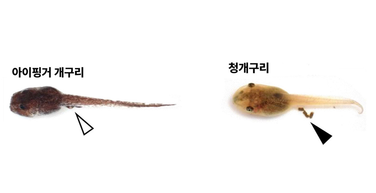 올챙이네 이미지