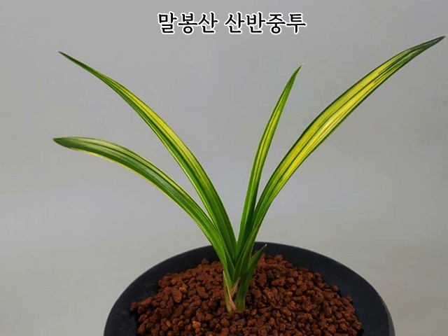 남원종자 이미지