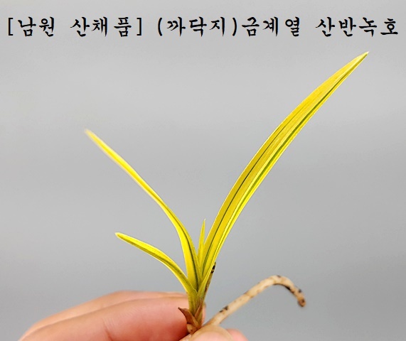 남원종자 이미지
