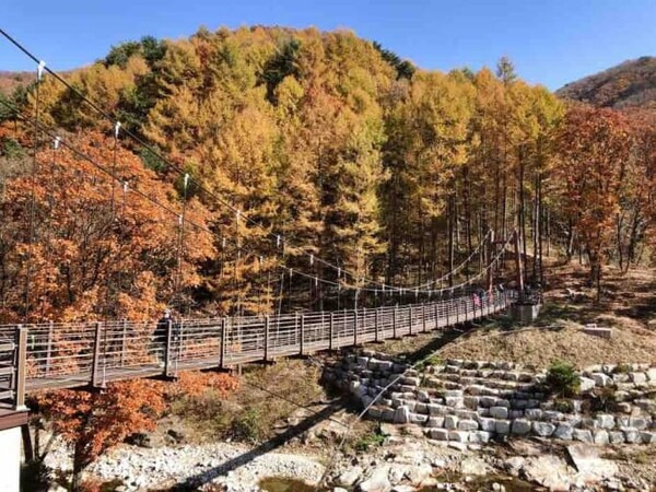 숲속 이미지