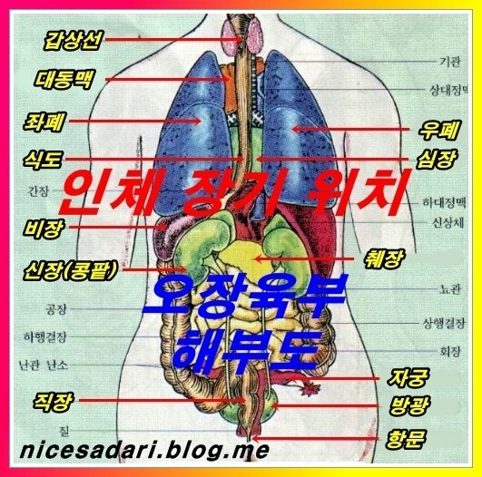Daum 카페