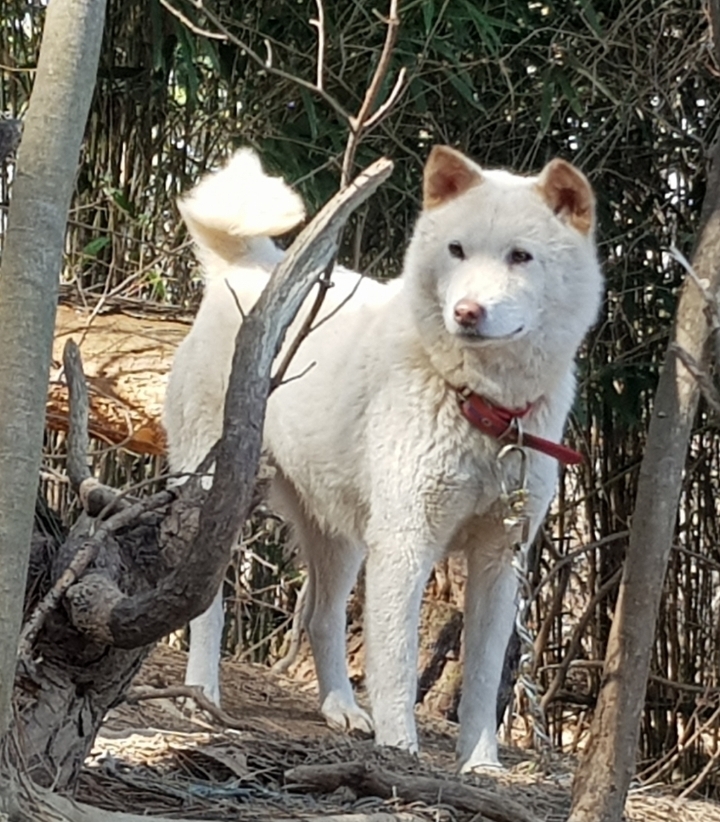 백향 이미지