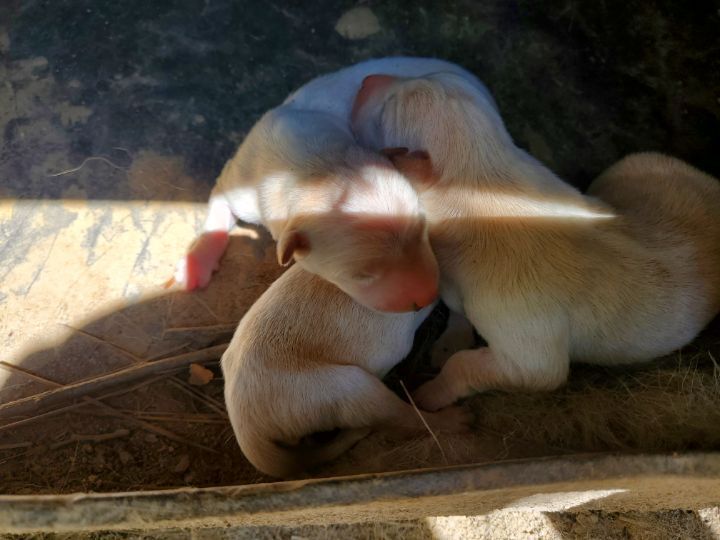 백향 이미지