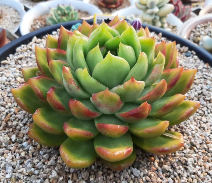 솔레미오 이미지