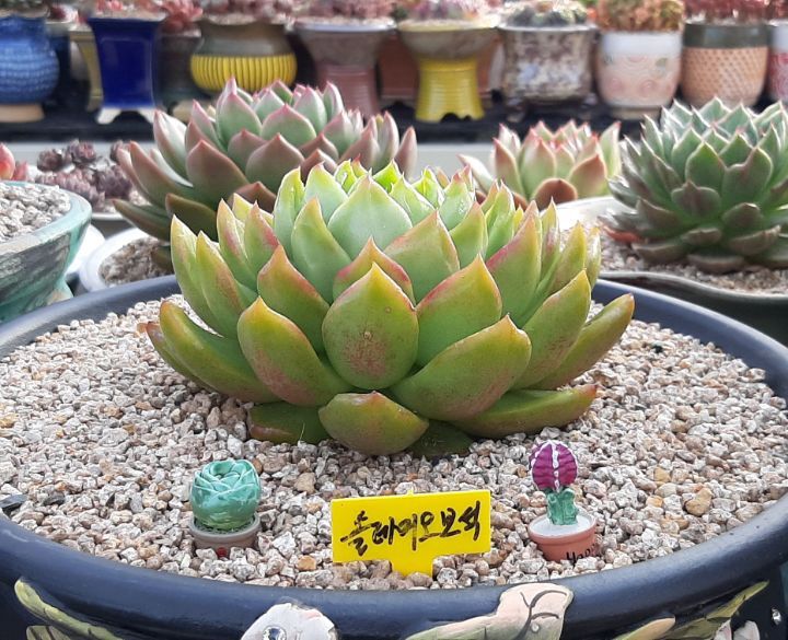 솔레미오 이미지