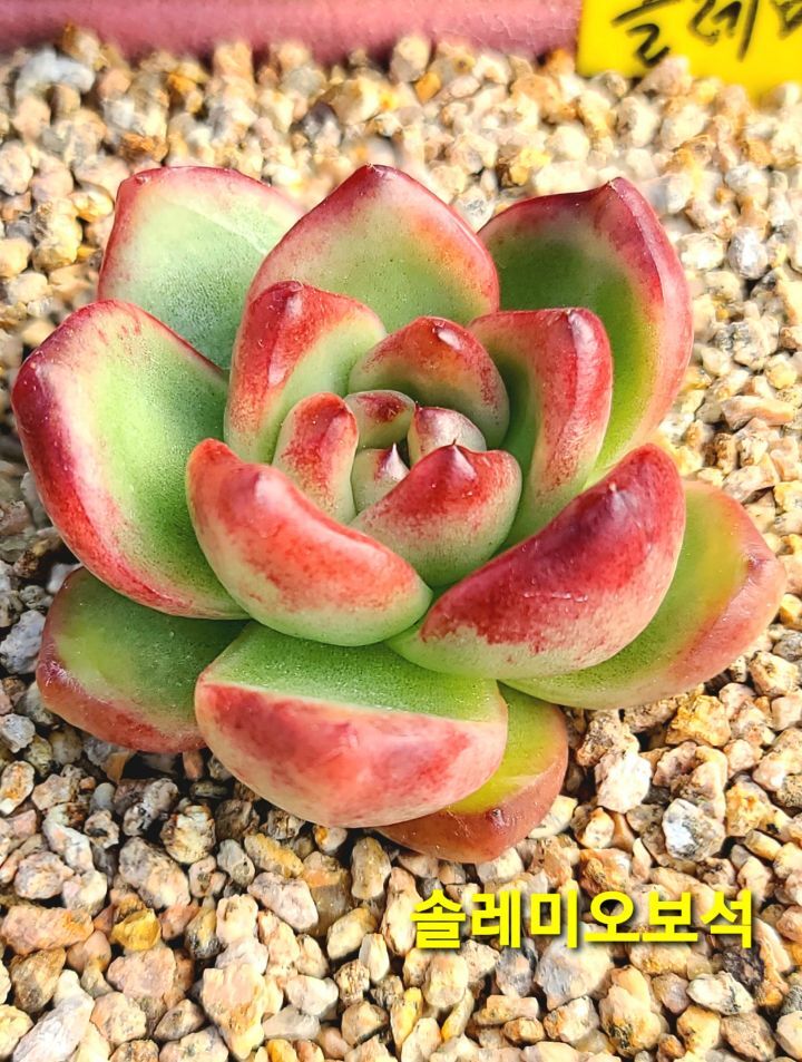 솔레미오 이미지