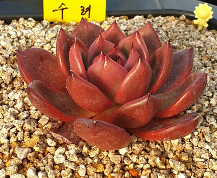 애모 이미지