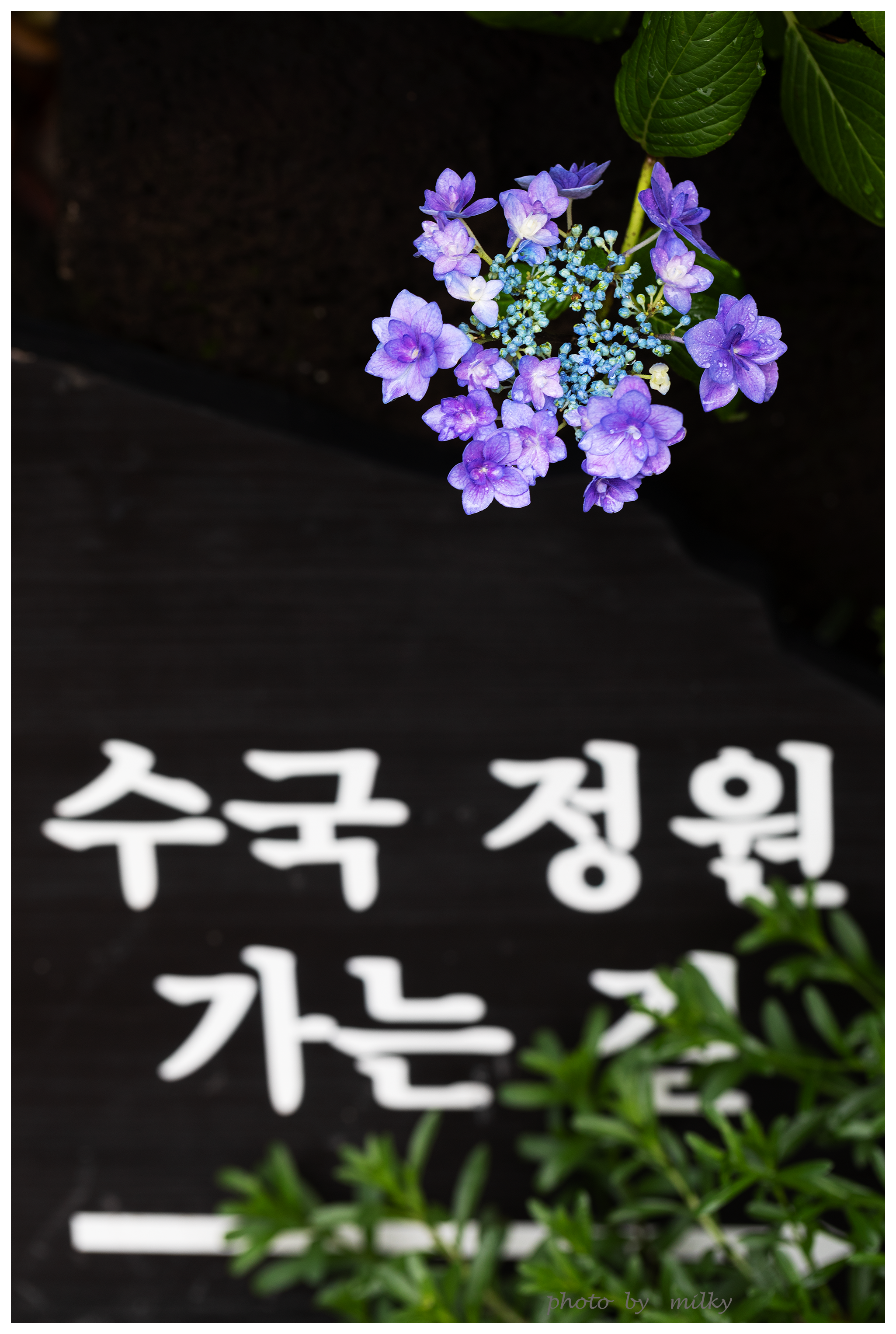 꽃이되는시간 이미지