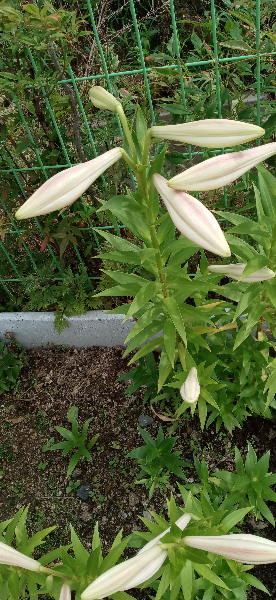 꽃이피다 이미지