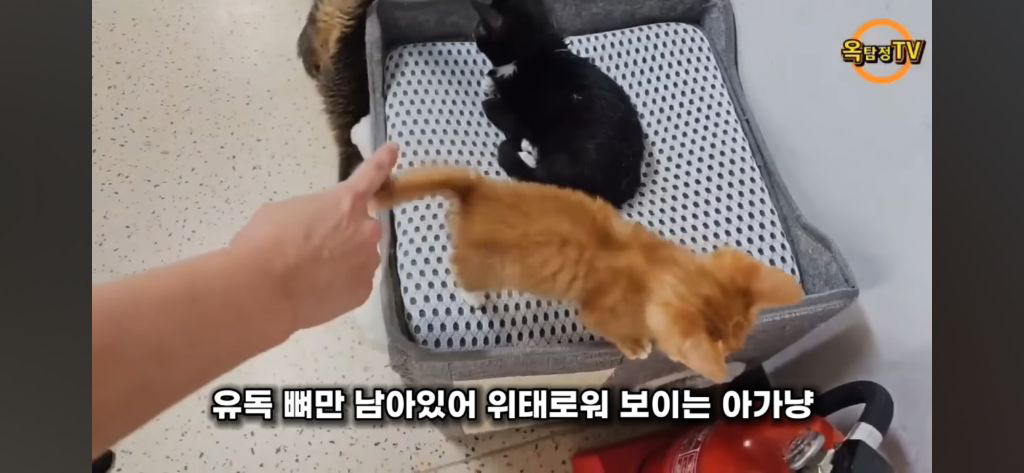 동물 구조(보호소) 경계해야함 / 고양이학교의 처참함 | 인스티즈