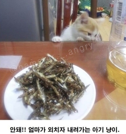 아기고양이가 삐진 이유 | 인스티즈