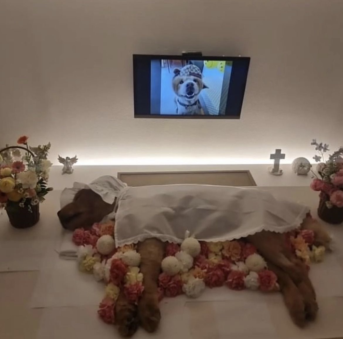 어느 팬(fan)의 선물로 시작된 테디의 안타까운 이야기 | 인스티즈