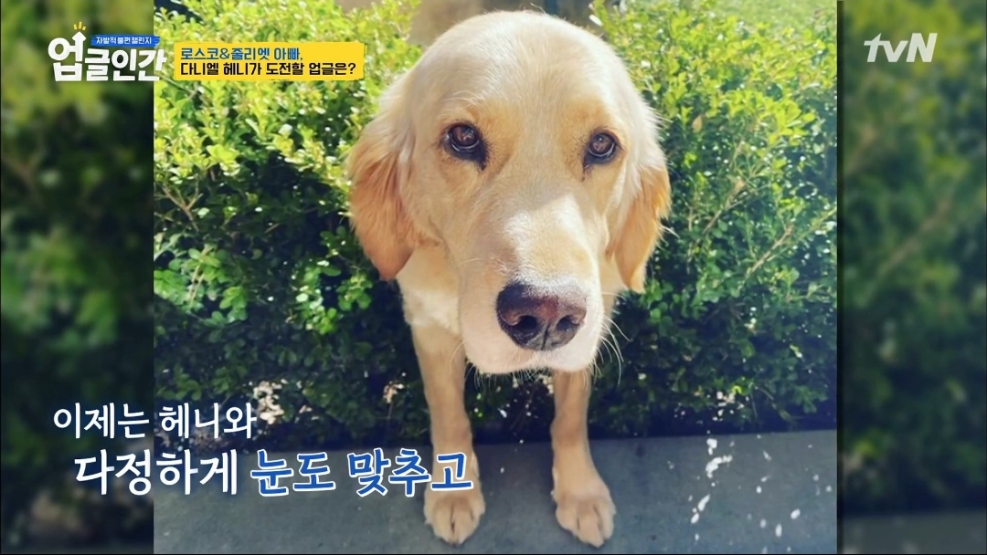 식용견 농장에서 구출된 다니엘 헤니의 강아지 로스코, 줄리엣 | 인스티즈