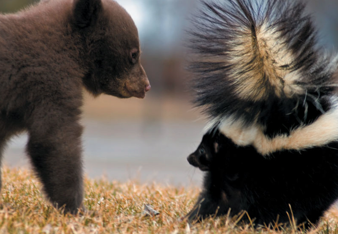 스컹크의 냄새는 방귀가 원인이 아니다 | 인스티즈