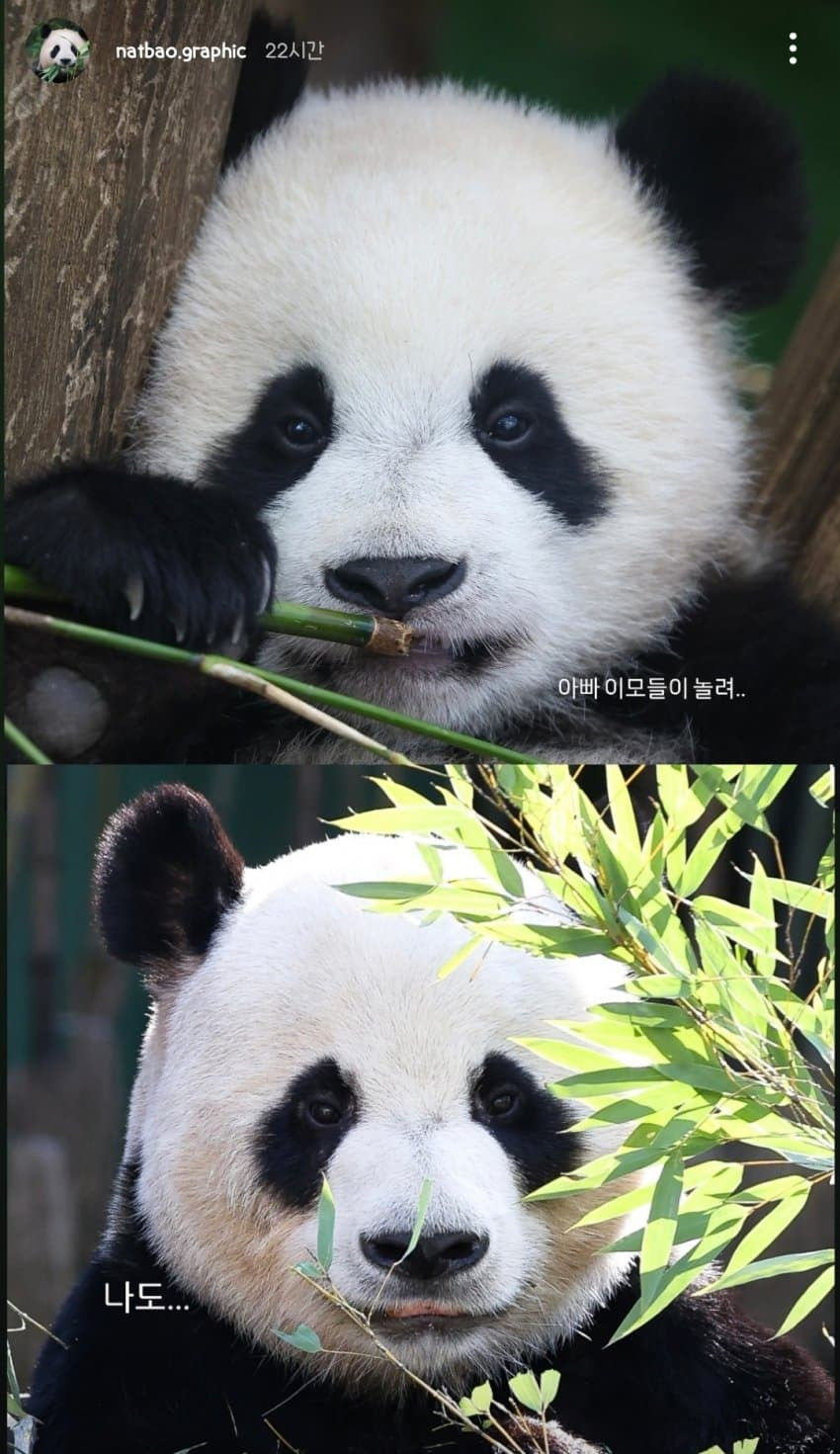 러심후난 (러바오 심은 데 후이바오 난다)🐼 | 인스티즈