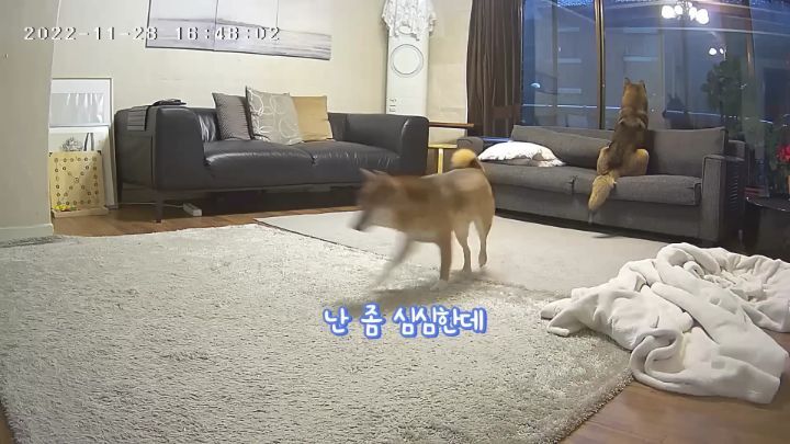집에 강아지들끼리만 남겨졌을때 | 인스티즈
