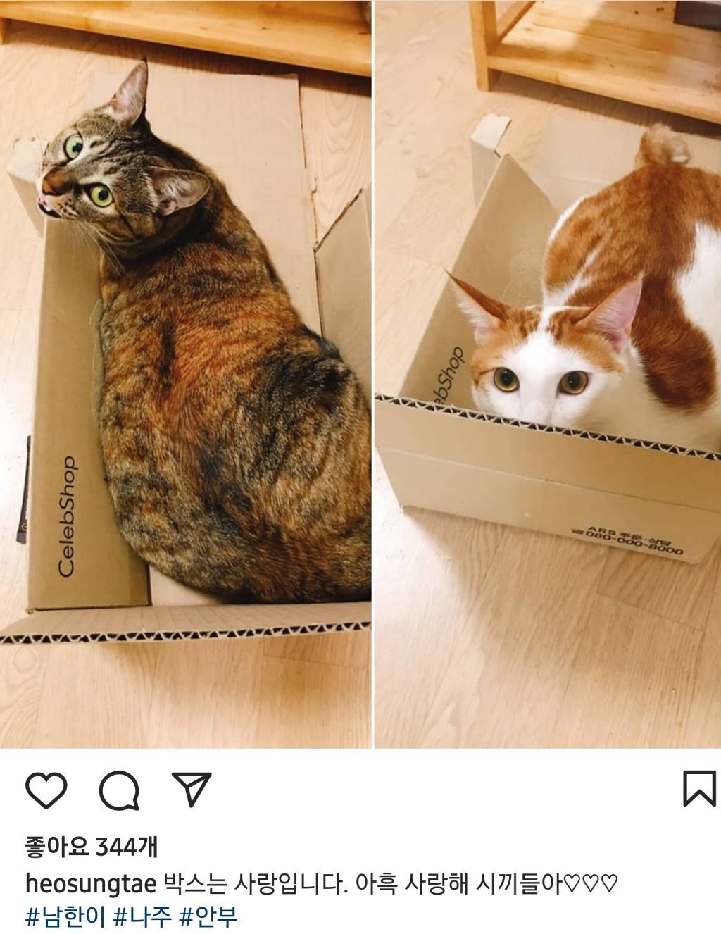 배우 허성태네 고양이들 | 인스티즈