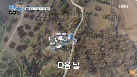 당신이 버린 강아지는 어떻게 되었을까 | 인스티즈