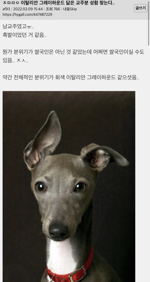 이 강아지랑 닮은 연예인 찾음 ㅜㅠ 이름이 기억 안나 | 인스티즈