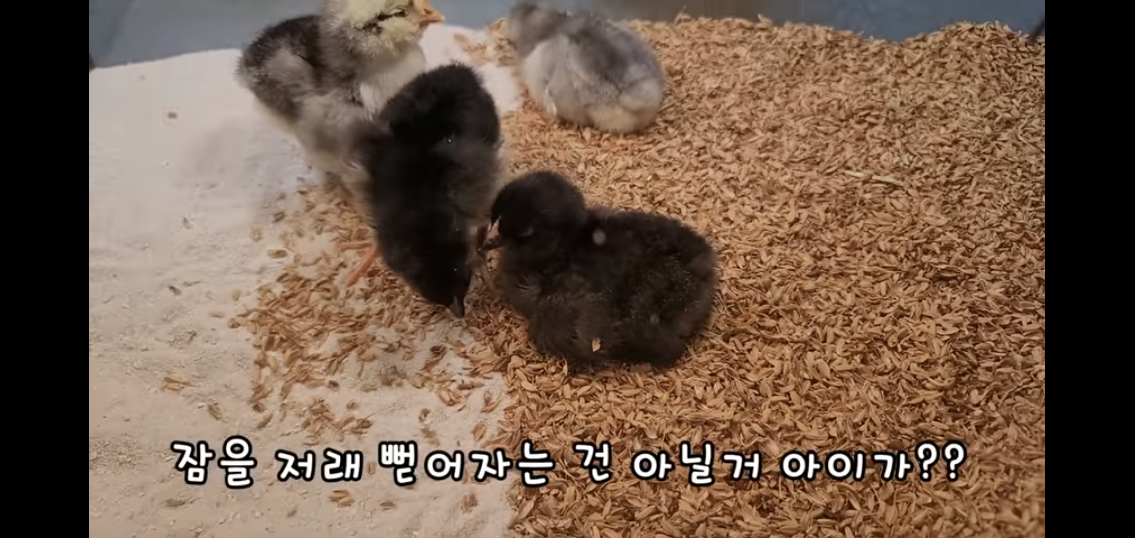 오늘자 폭력적이고 불쌍한 영상 올린 유튜버 매탈남.jpg | 인스티즈