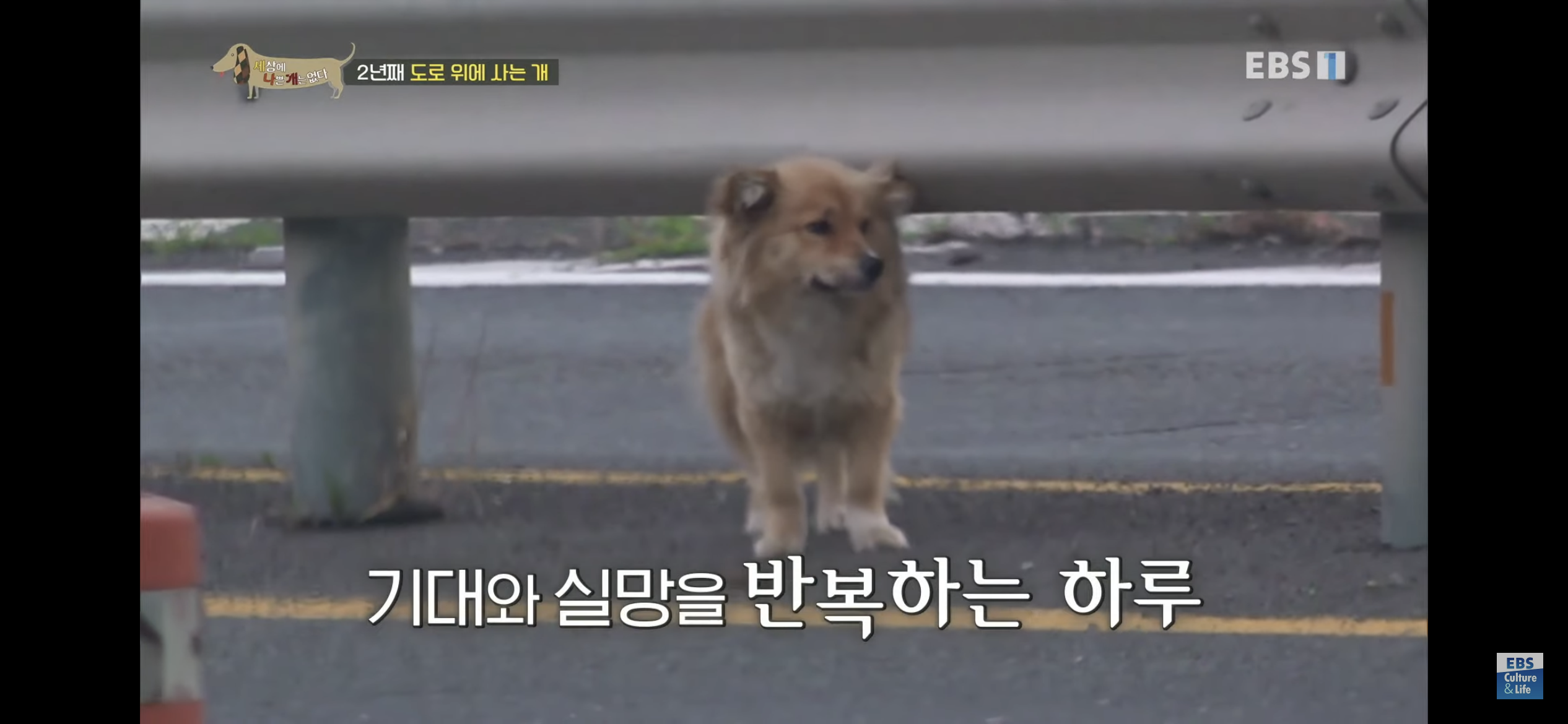 2년동안 도로 위에서 위험하게 생활했던 유기견 마루 | 인스티즈