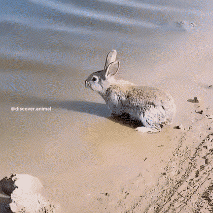 야무지게 귀 수납 하고 수영하는 토끼.gif | 인스티즈