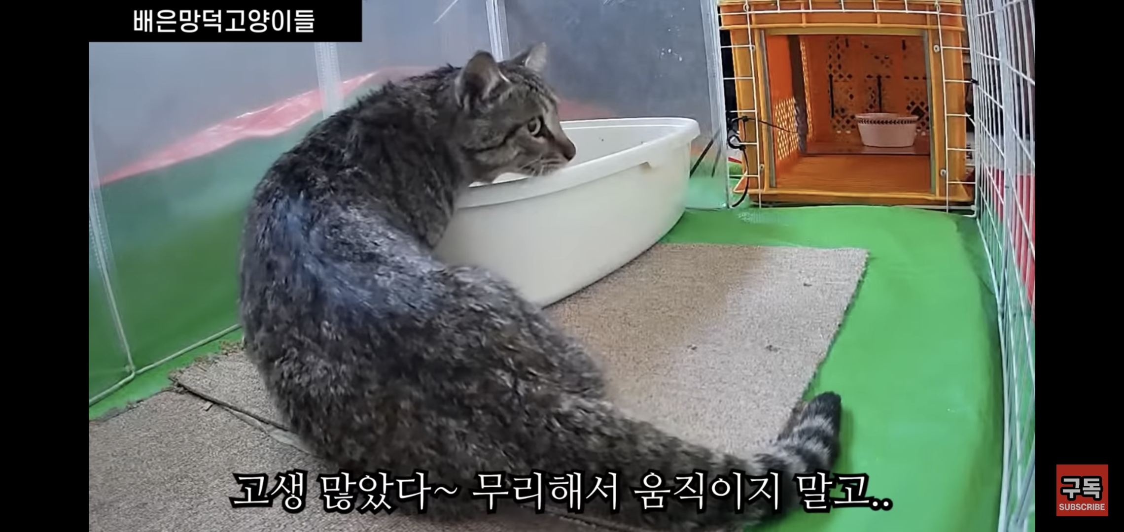 집 마당에 고양이가 나타나는 족족 다 잡아버리는 유튜버..jpg | 인스티즈