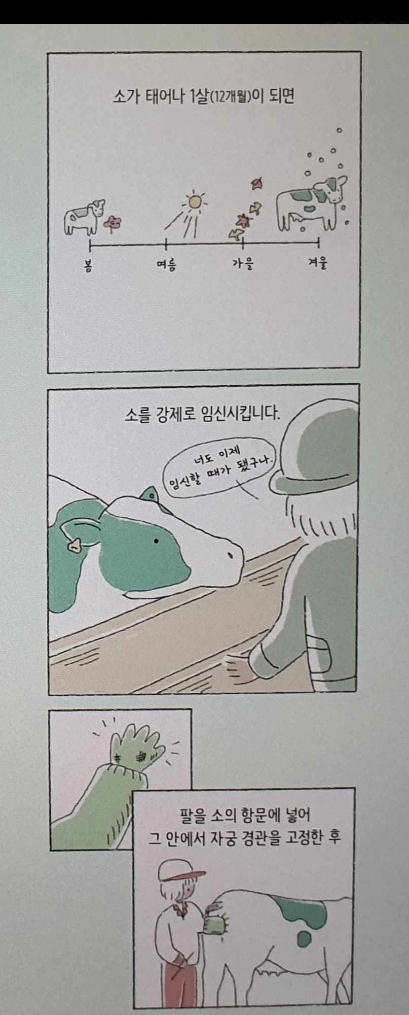 그냥 소를 젖소로 만들어서 우유를 얻는 방법 | 인스티즈