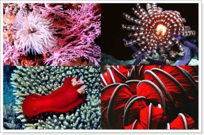 악마의 재능 끝판왕, 레니 리펜슈탈 | 인스티즈