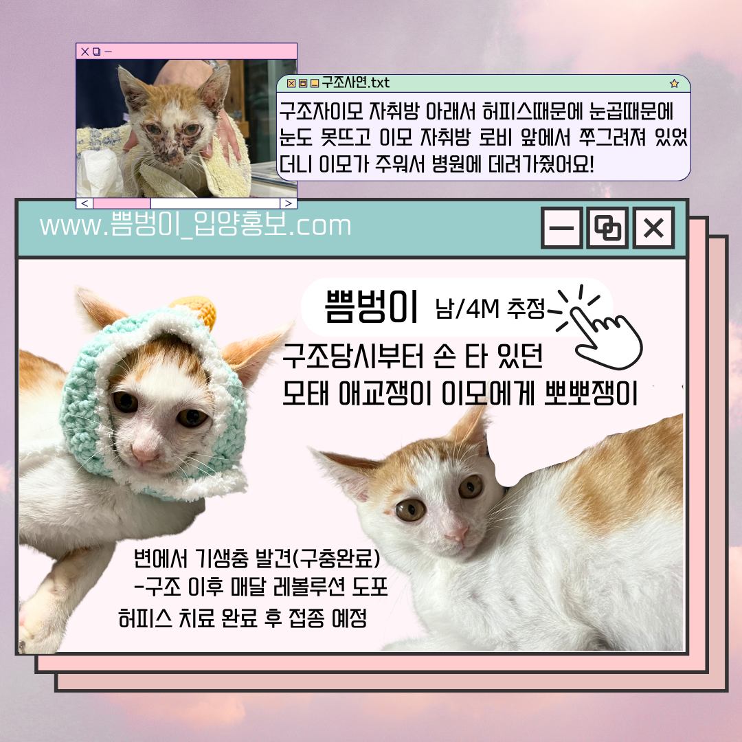 고양이랑 놀아주는 방법 | 인스티즈