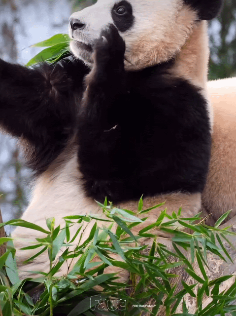 러심후난 (러바오 심은 데 후이바오 난다)🐼 | 인스티즈