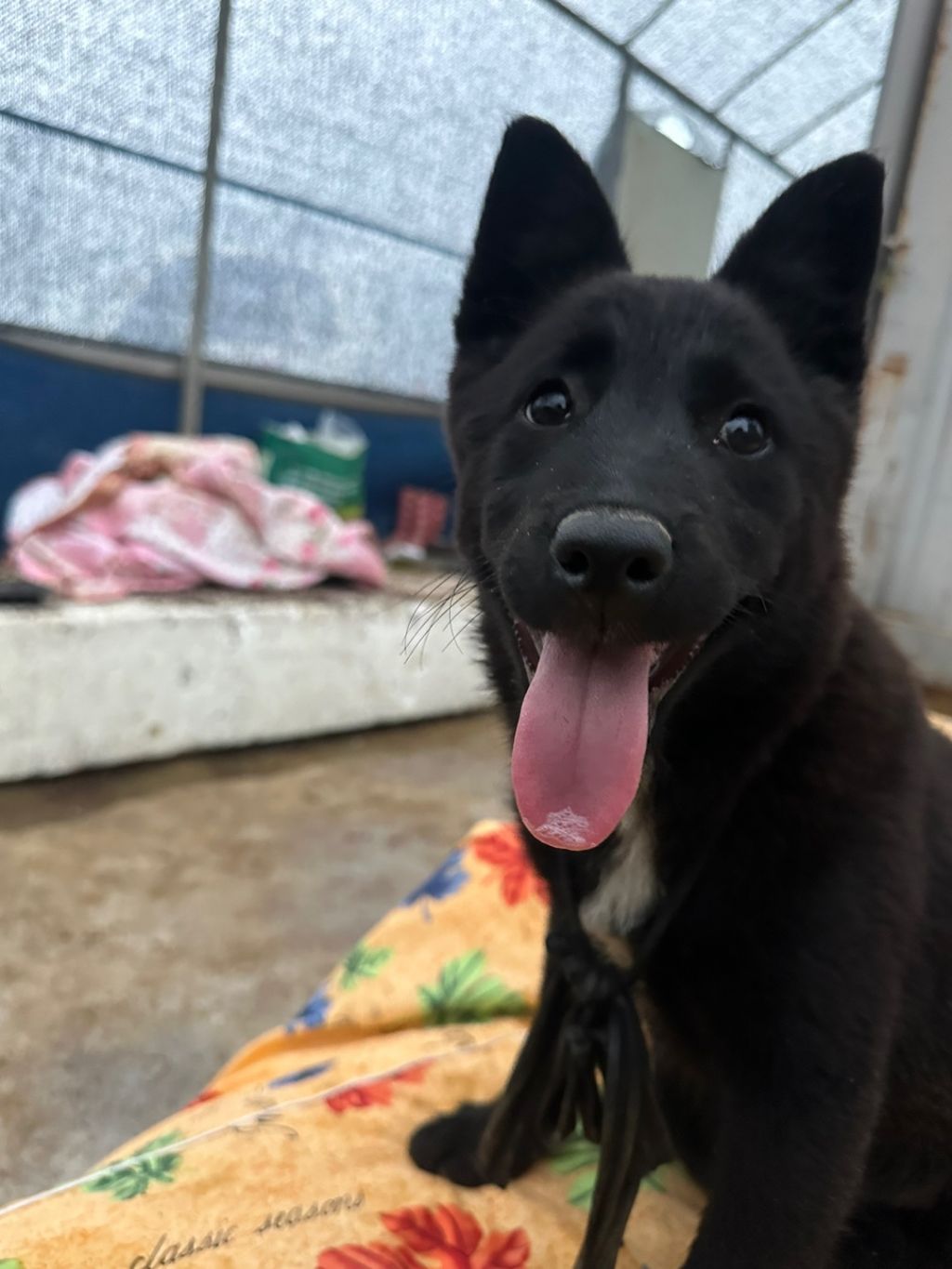 계룡시 끊이지 않는 강아지 학대를 도와주세요... | 인스티즈