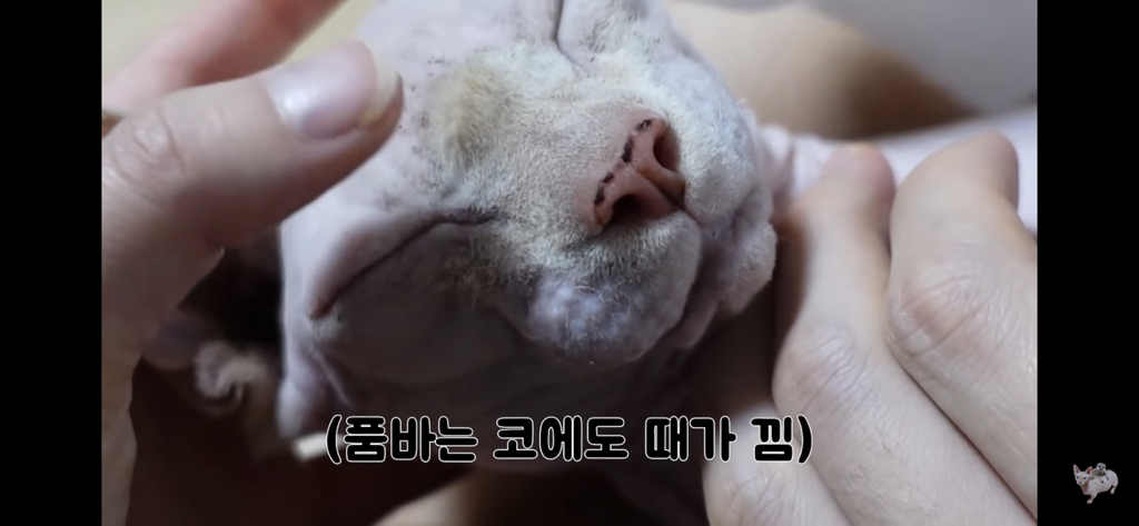 털이 없는 스핑크스는 키우기 편할까? (위생주의) | 인스티즈