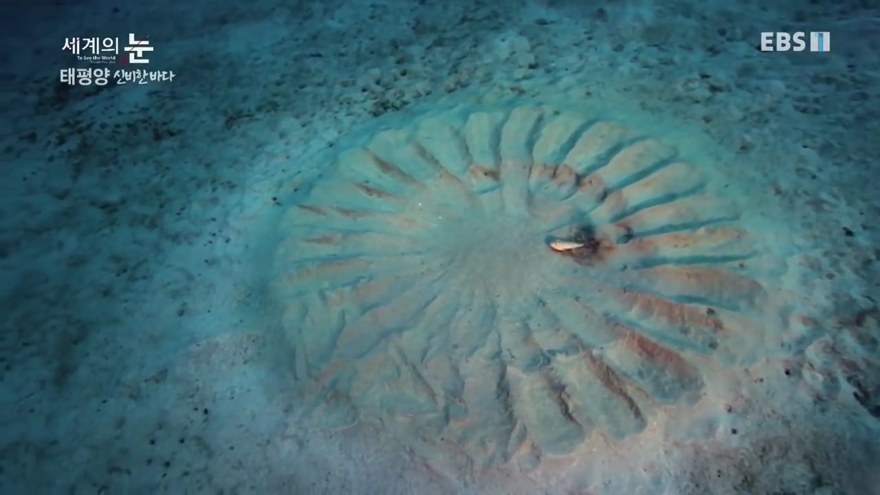 정말 흥미로운 과학자들이 12년만에 밝혀낸 바다속 신비한 문양의 비밀.jpgif | 인스티즈