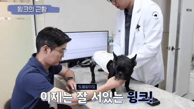 교통사고난 유기견 입양한 설채현 수의사 그리고 윙크 근황😉 | 인스티즈