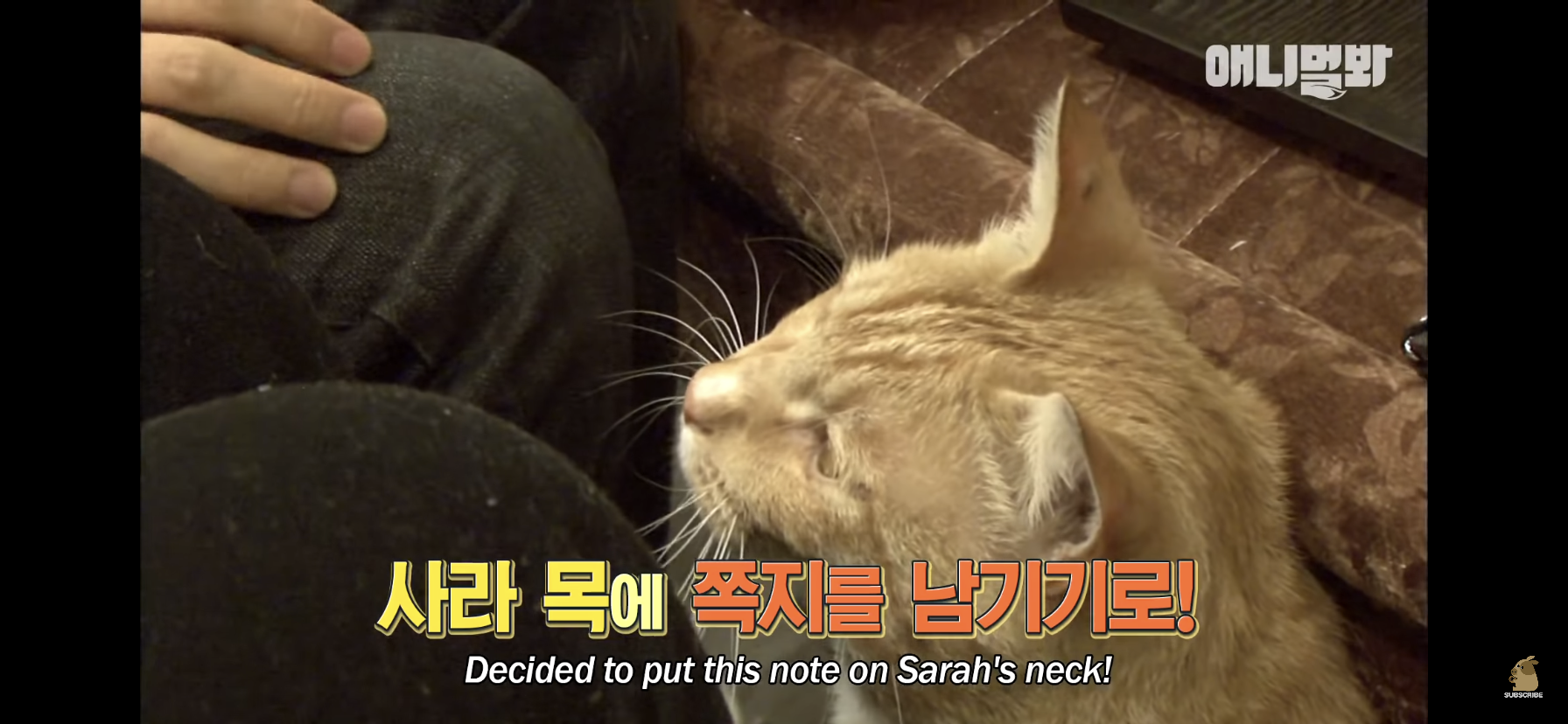 길고양이 목에 쪽지를 달자 생긴 영화같은 일 | 인스티즈