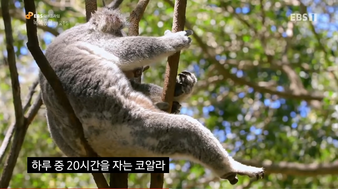 🐨 새끼 코알라랑 뽀뽀하면 안되는 이유 🐨 | 인스티즈