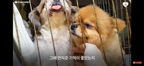 입양가는데 우는 강아지 | 인스티즈