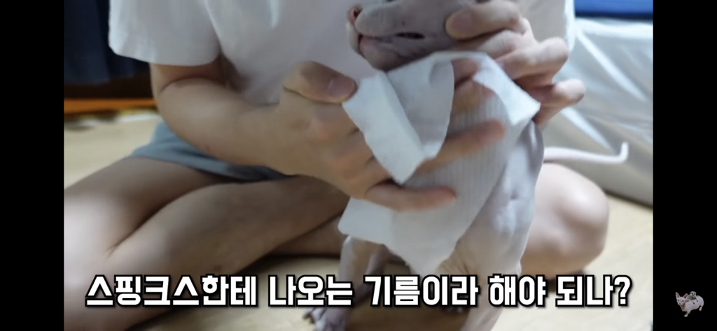 털이 없는 스핑크스는 키우기 편할까? (위생주의) | 인스티즈
