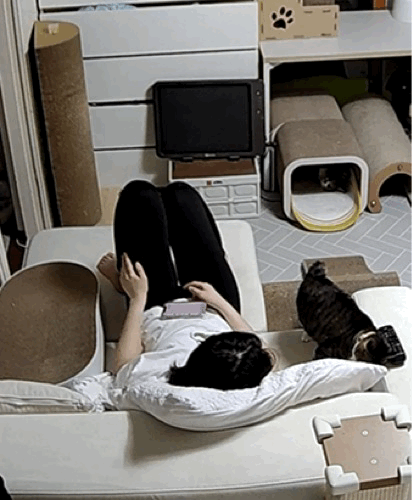 [고양이] 나 맞고 살아.. +꾸준히 증거 업뎃중 | 인스티즈