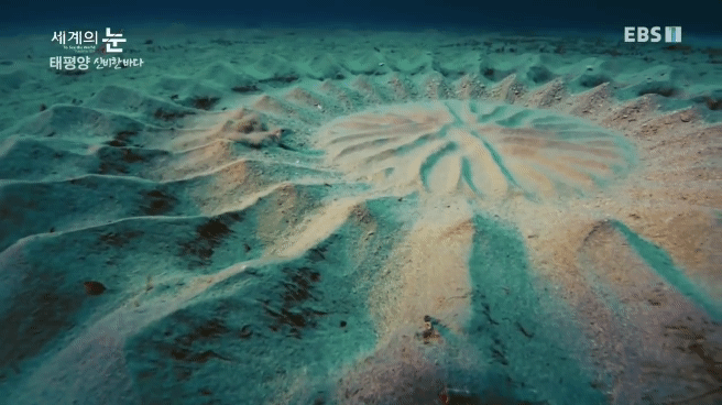 정말 흥미로운 과학자들이 12년만에 밝혀낸 바다속 신비한 문양의 비밀.jpgif | 인스티즈