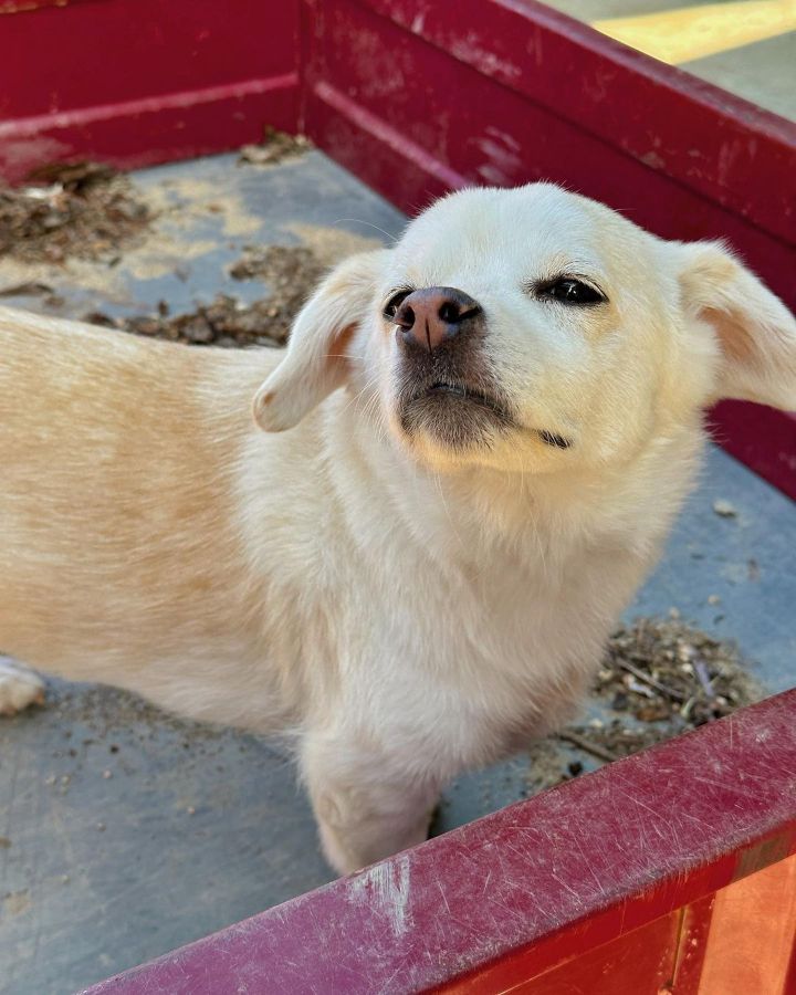 강아지 짱절미 투병근황 | 인스티즈