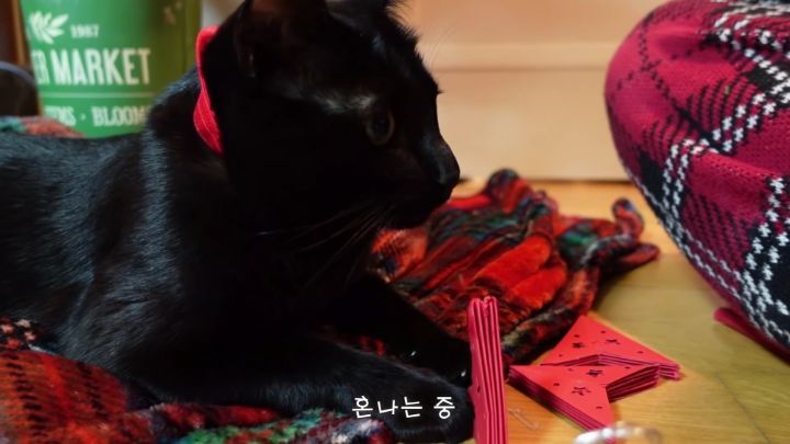 박수홍이 키우는 고양이 모질 | 인스티즈