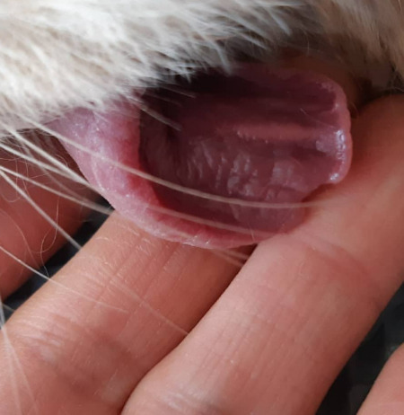 어떤 삶이었을까. 번식장, 미용 실습견, 쓰임을 다해야만 끝나는 삶이라는 건 | 인스티즈