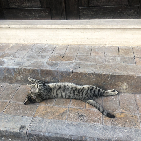 길 가다 찍은 동물 칭구칭구들 사진 자랑하는 달글🐈🦮🐜🐝🐥 | 인스티즈