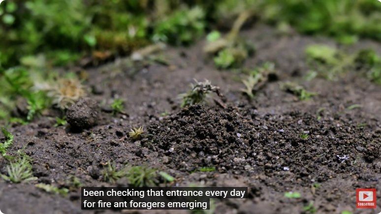 거대한 수조에 열대우림 환경을 조성해놓으면 생기는 일 - 3 | 인스티즈