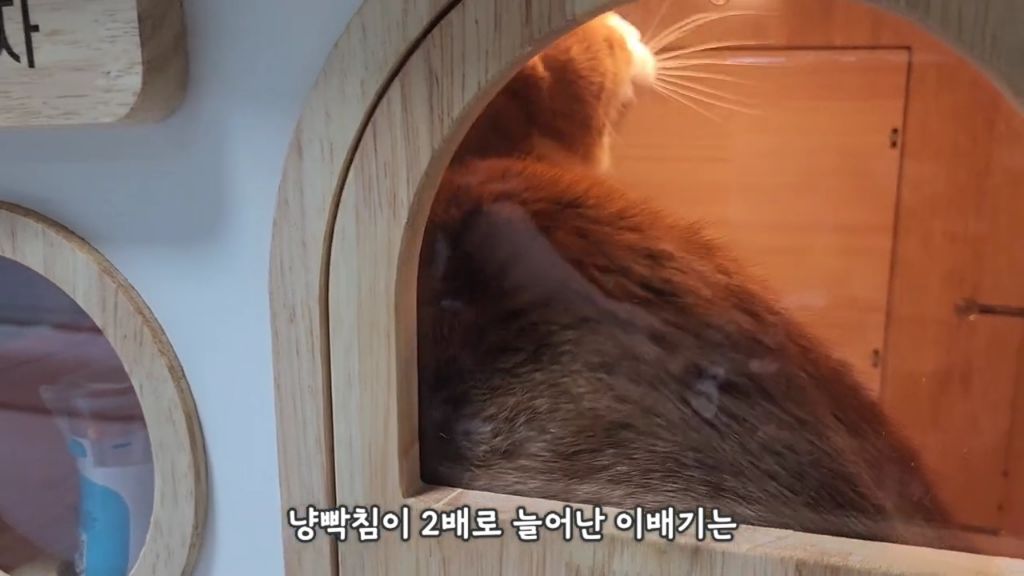 22똥괭이네) 화나서 세모눈된 고양이 😾 | 인스티즈