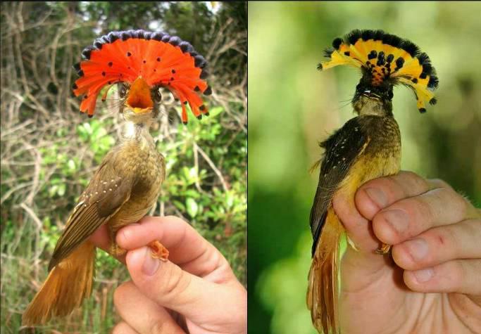 아마 본 적이 없을 특이한 조류 30종 | 인스티즈