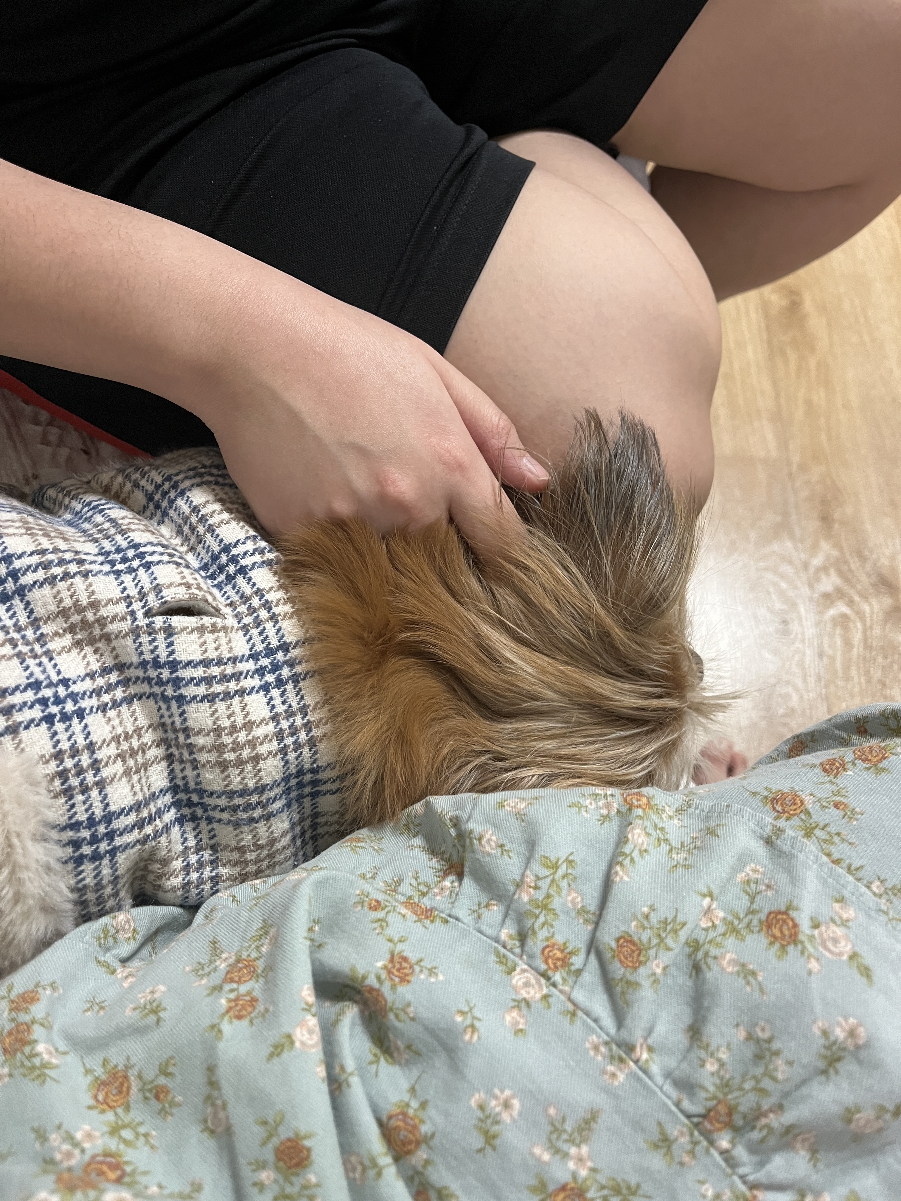 친구네 강쥐 하루 펫시터 한 후기 | 인스티즈