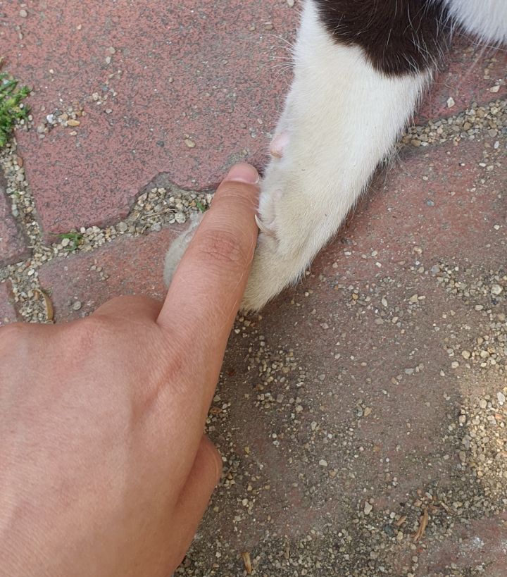 고양이랑 화해하는 법 아는 여시... + 화해 완!! ㅠㅠ | 인스티즈